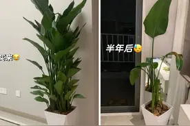 老婆吐槽老公养的花：半年只剩一片叶子，网友：天堂鸟去了天堂！图片
