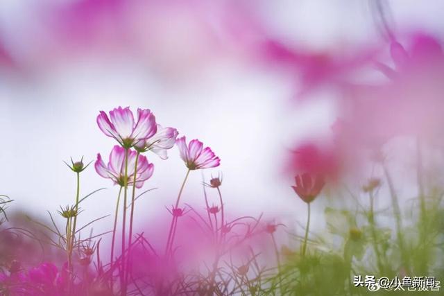 我等得花儿都...开了