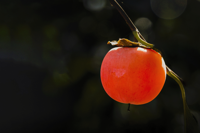 文化中国行 | 立冬：冬日安暖，好“柿”连连