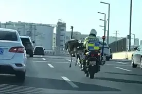起猛了，看到一只鸵鸟在郑州街头狂奔！交警紧追，最新消息来了图片