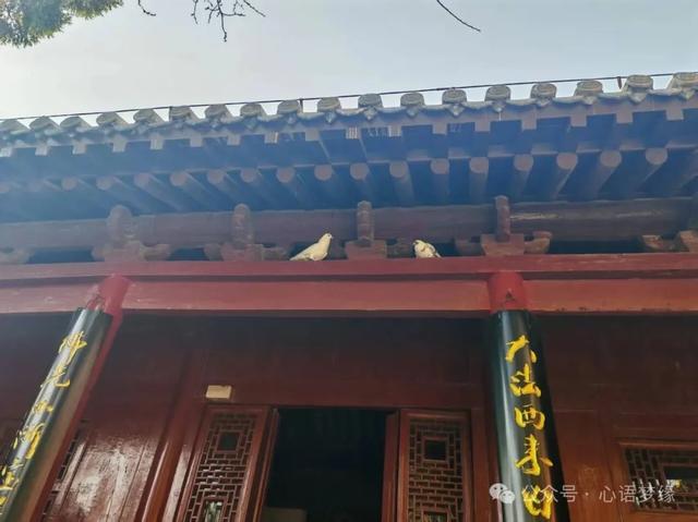 白马寺的鸽子，呈现世间生灵最好的模样