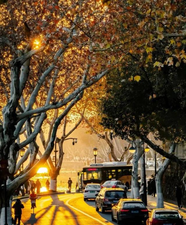 西湖景区落叶氛围组又上线了 限定版金色西湖上线