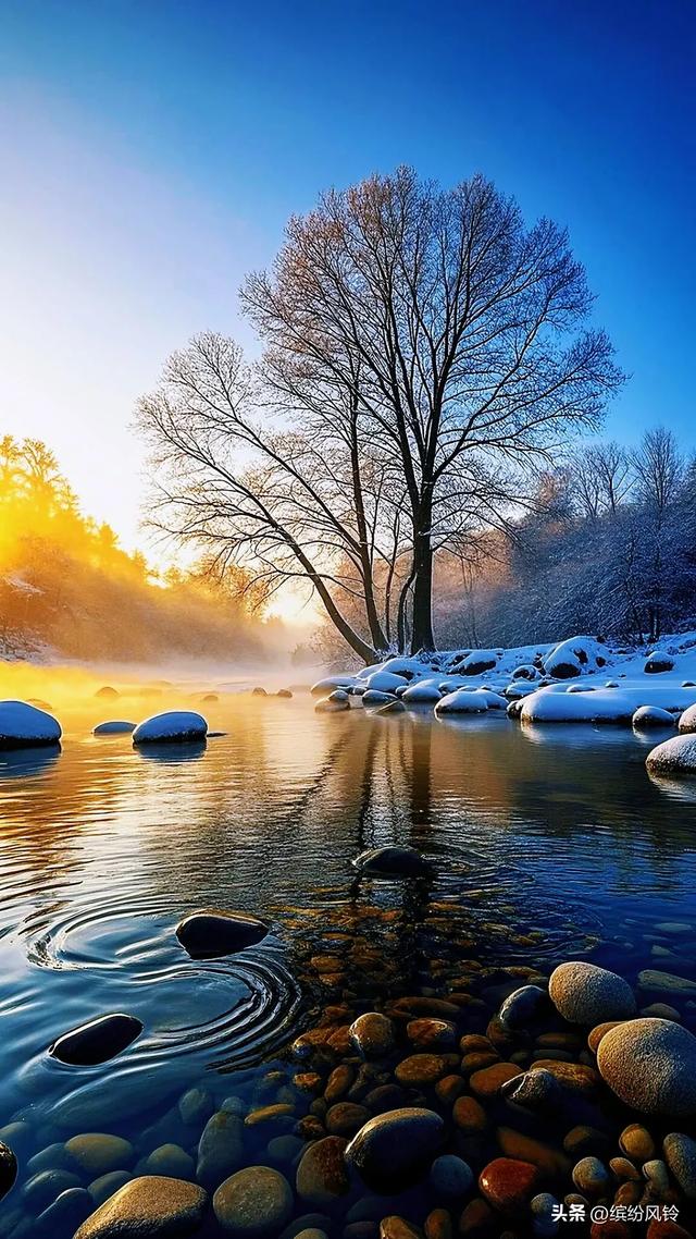 雪裹秋光，树栖金芒