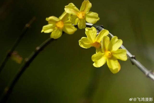 济南的春天，从一抹金黄开始！