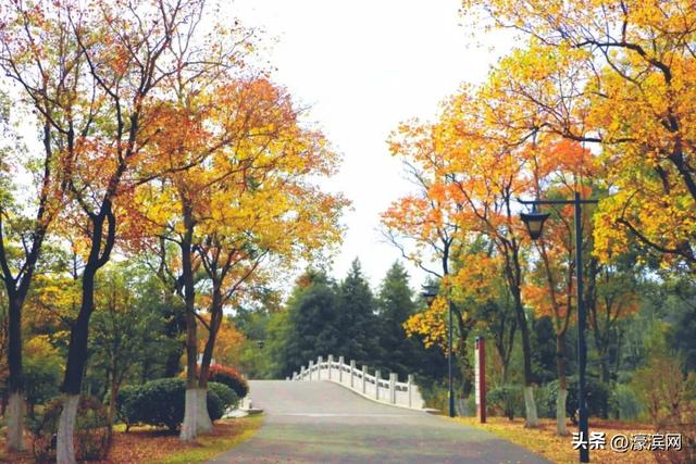 秋色“进度条”加载中，狼山森林公园赏秋点等你来打卡→