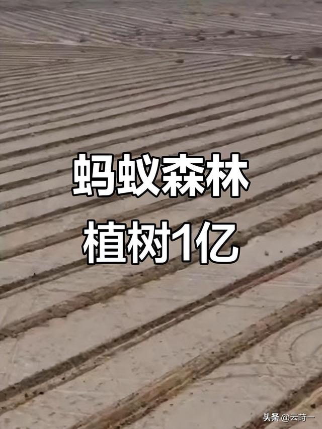 马云现身蚂蚁森林，大口吃西瓜，现场杂草丛生，跟2016年对比明显