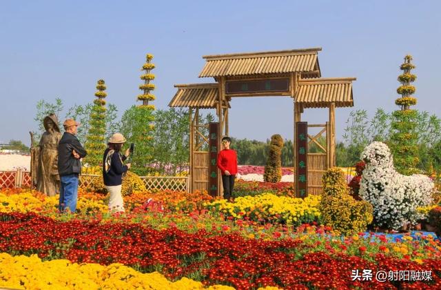 秋游射阳，这片菊海藏不住了！