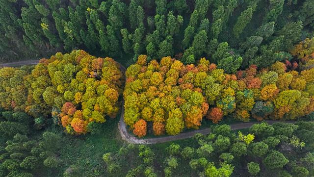 美翻！明月山麓红杉凝霜，这条林间公路藏着初冬极致浪漫