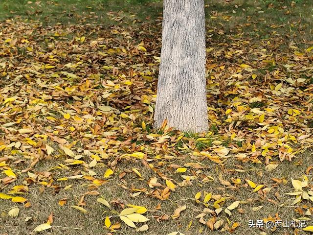 五线小城里的银杏大道,美翻全网的深秋景色原来在这里