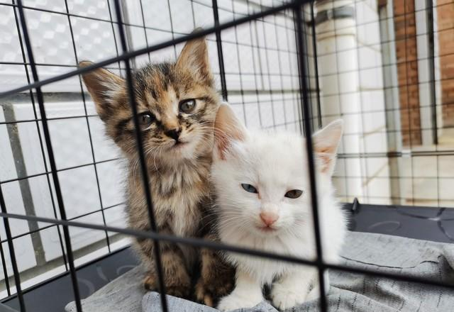 接流浪猫回家前，先看这5条“避坑指南”！我踩过的雷，你别再犯