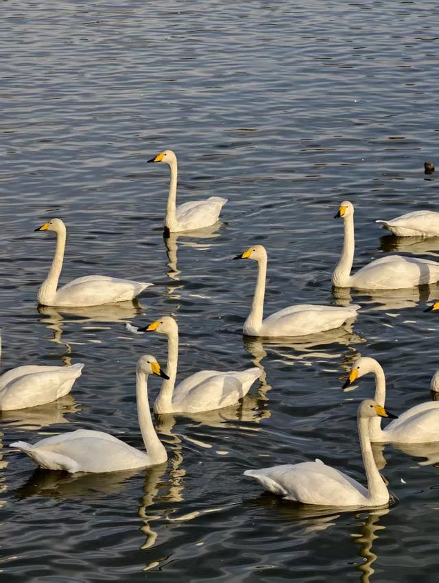 河南人冬天的快乐,藏在这份“微度假地图”里→