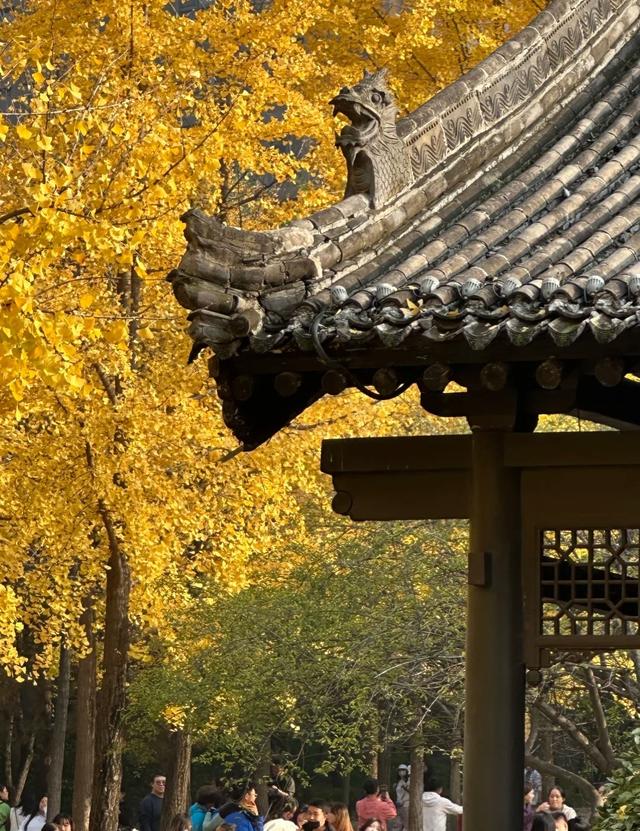 西安周末游丨这8个免费赏银杏叶好去处