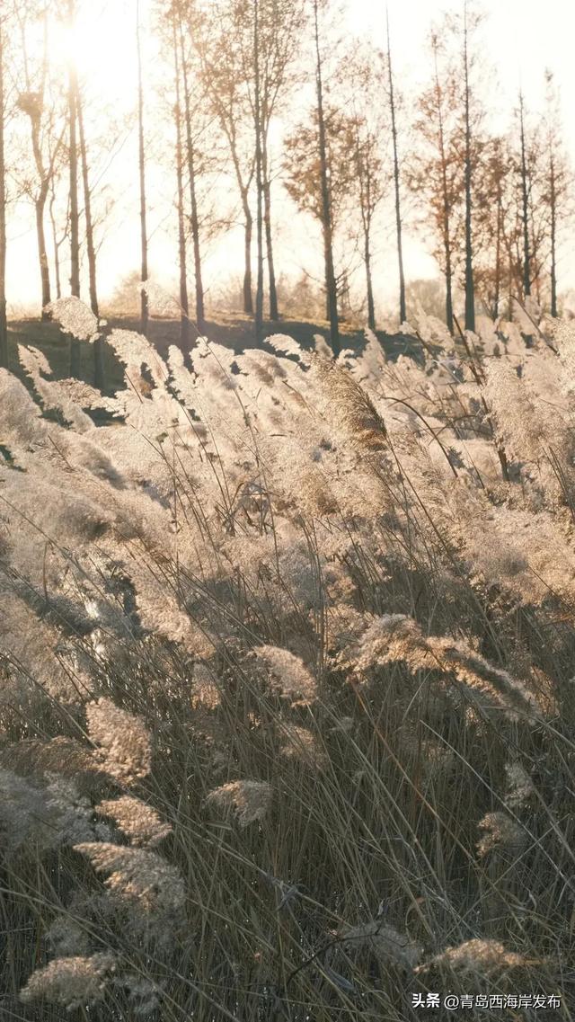 超级出片！西海岸这片芦苇荡氛围感拉满！