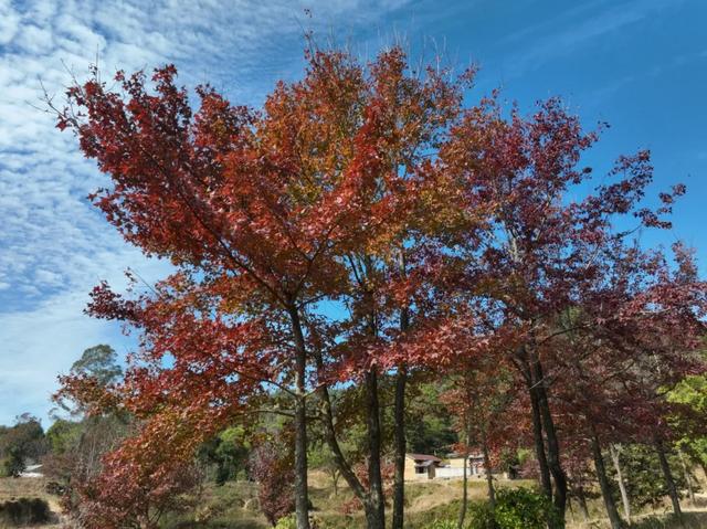 怀集的四季!带你回顾,带你深入