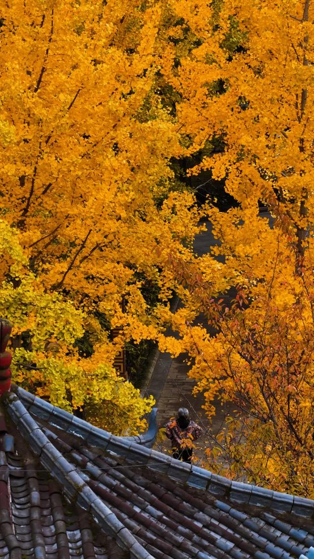 桐梓秋日美景火出圈！外交部赵立坚转发推荐