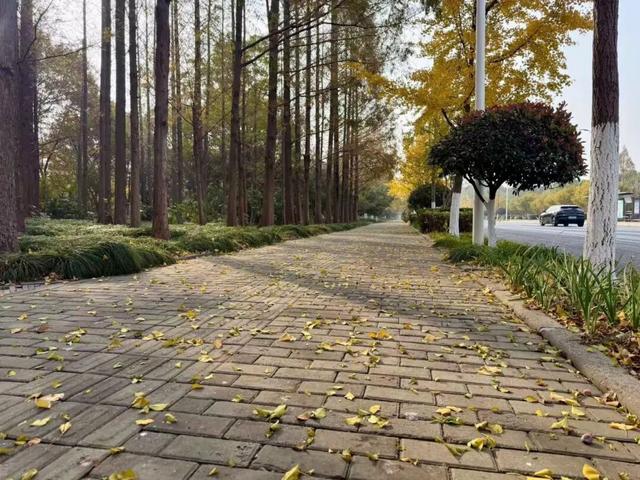 20天“落叶不扫”！青浦这条路，藏着秋冬的出片密码→