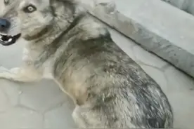 走失三年的狗狗在街上与主人相遇图片