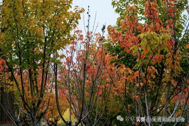 陕西渭南：人和公园亭台楼阁 秋色宜人 风光无限好