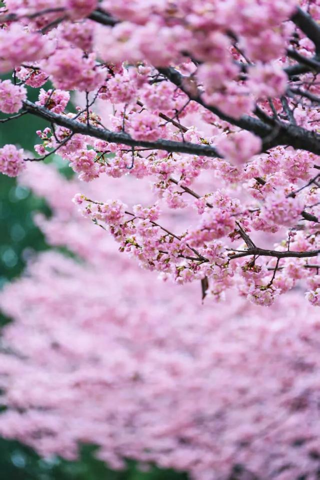 无锡的樱花都美成这样了！