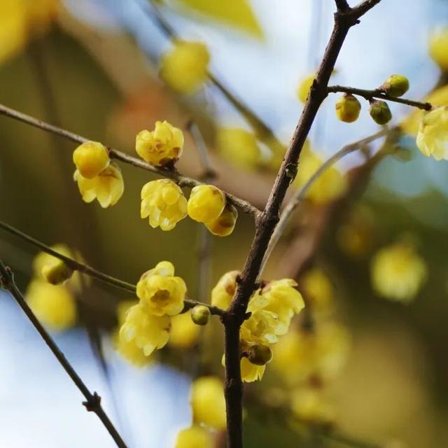 花漾邛州｜“蜡”么香，“蜡”么美！