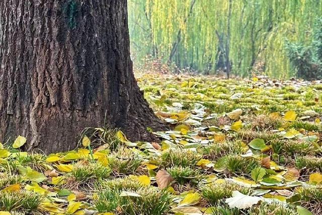 北京元大都城垣遗址公园 海棠花溪
