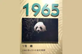 大熊猫出国：送朝鲜的最多寿命最短，送美国最长寿图片