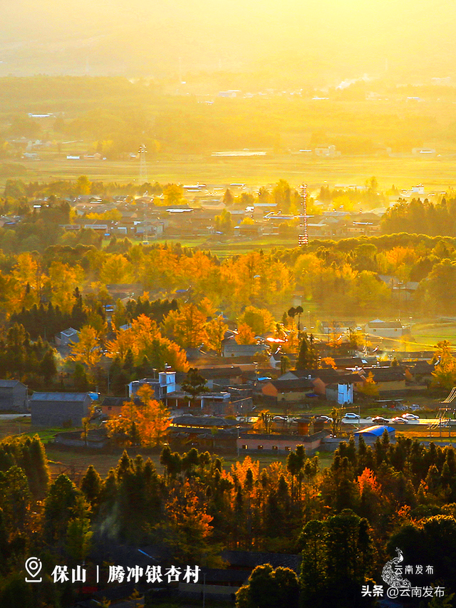 壁纸上新！云南银杏树集体换上绝美金装
