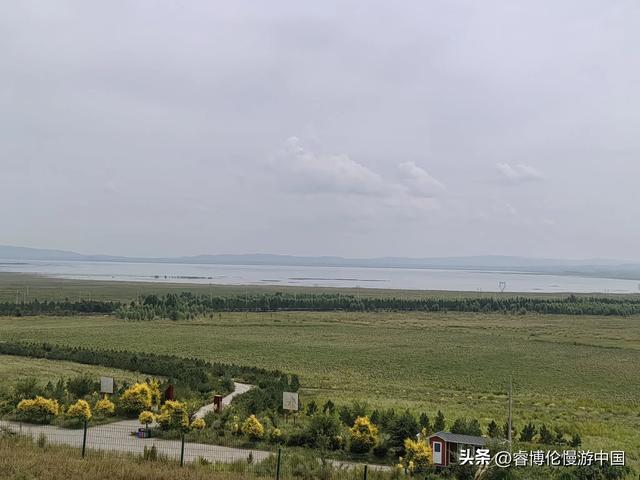 寻找谷力脑包