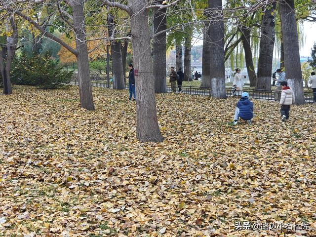 从童年嬉闹到诗意园林——一个北京土著的北海公园记忆