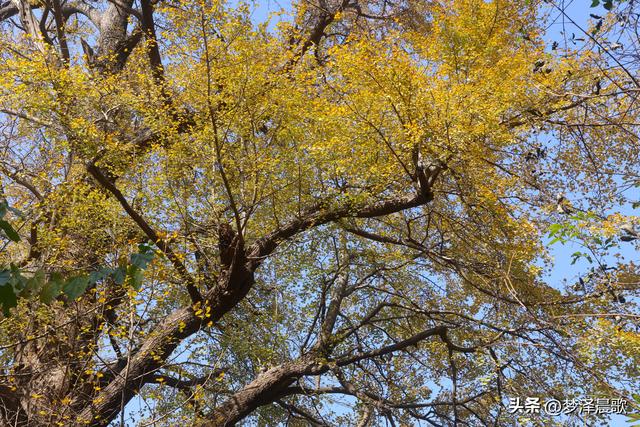 豫客纷至安陆，共赏银杏芦花绘初冬