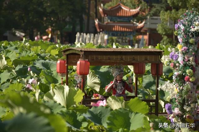 翠湖初秋：荷落莲生，静候十月斑斓