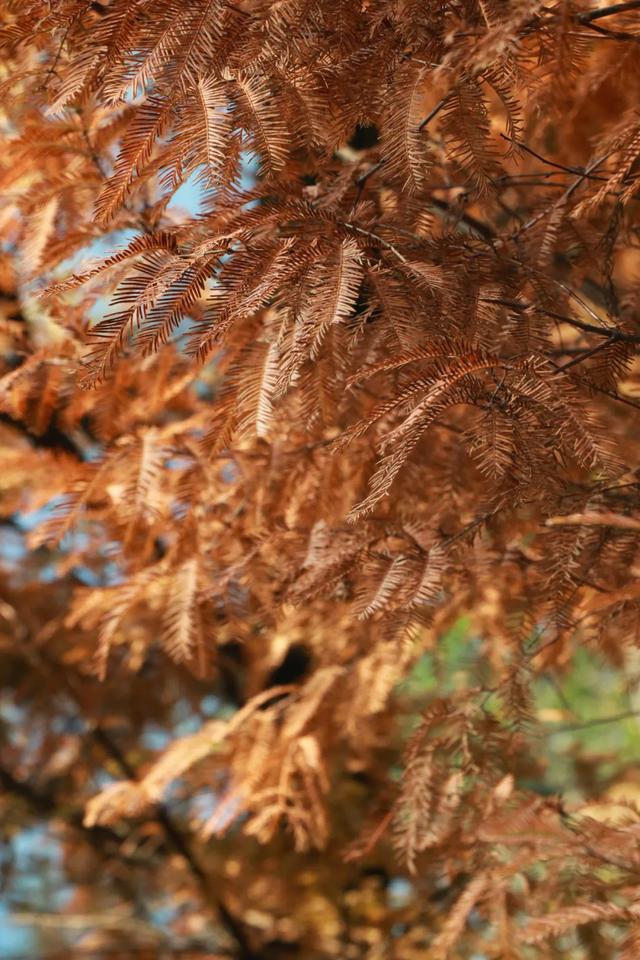 郫都水杉红了！抱着手机猛拍，被这限定美景狠狠惊艳