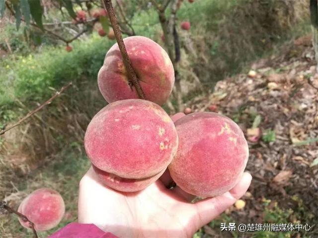 不限次入园！楚雄一景区门票年卡、优惠卡正在办理🤩