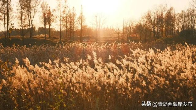 超级出片！西海岸这片芦苇荡氛围感拉满！