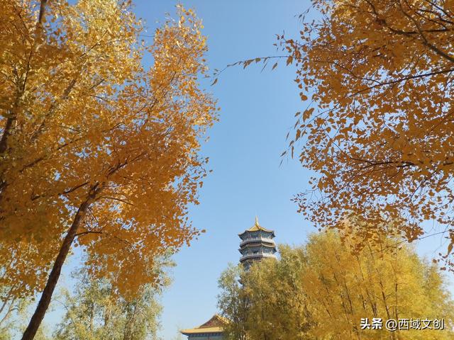 丝路遗迹·寻踪河西｜张耀宇：金塔胡杨是沙漠写给秋天的密语