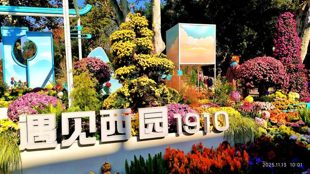 中山公园的菊花