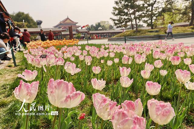 北京：中山公园郁金香绽放