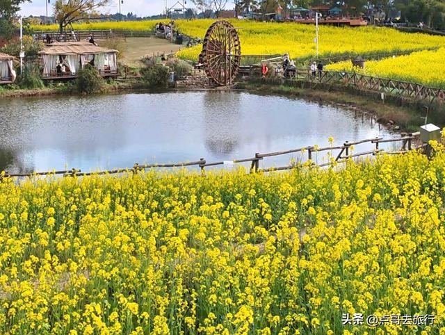 成都最美的古风油菜花田，坐在花田中免费看大飞机，公交车直达！