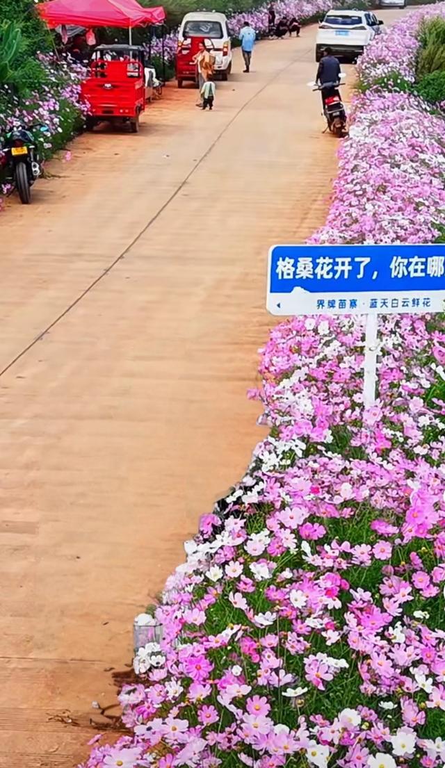 五彩花海绚烂多姿，开在昆明市区的格桑（国庆）花海