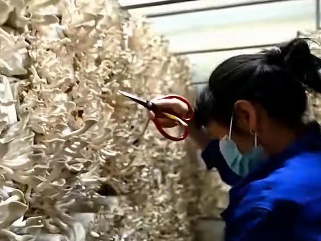 高达7米,亩产可达30吨,种植一次可收割15年,你见过这种草吗?