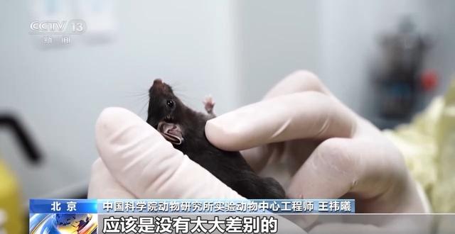 中国空间太空小鼠也要“过五关斩六将” ，300只中选拔4只