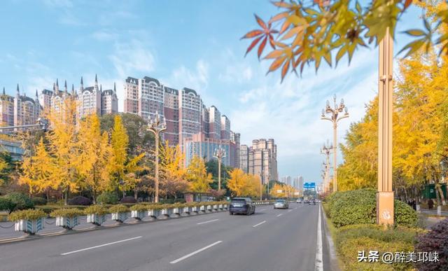 临邛古城银杏季,从浅黄到满树的鎏金,阳光温柔绵长