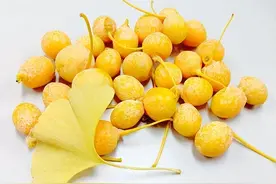 银杏果虽好，会吃才是关键，切勿惹祸上身图片