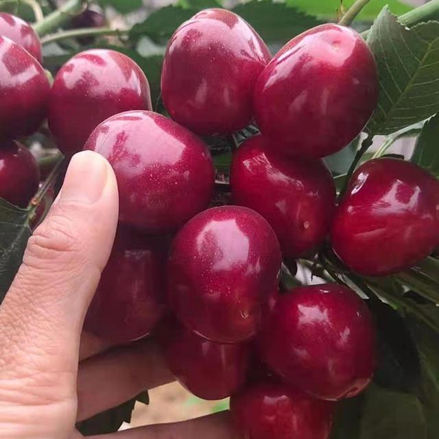 为啥山东盛产“巨人级”物产？看气候、科技与文化联动