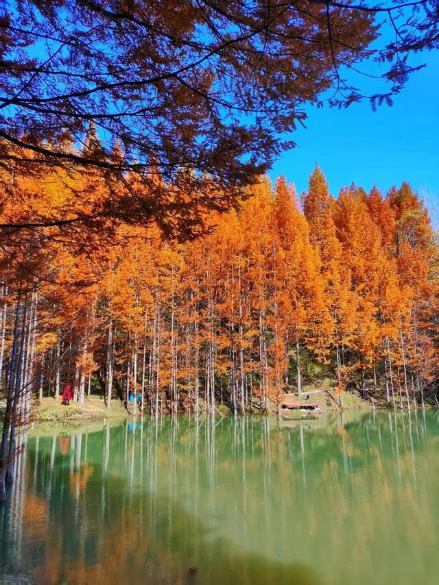 杉 杉 来 了 🤗🧣🧡