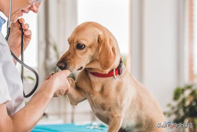 烤肉店禁狗，自助餐却爆火？宠物经济狂飙，人性的“情感代偿”！
