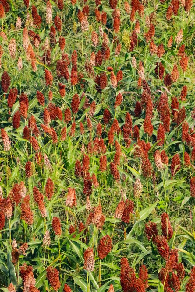 🧡秋日限定！郫都这片红高粱地超出片~