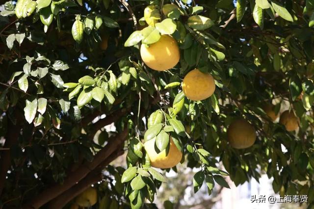 奉浦校园初冬美景大赏，你家娃的学校藏着这样的冬日浪漫