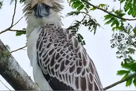 世界上九种最凶猛的鸟类，人他都不放在眼里图片