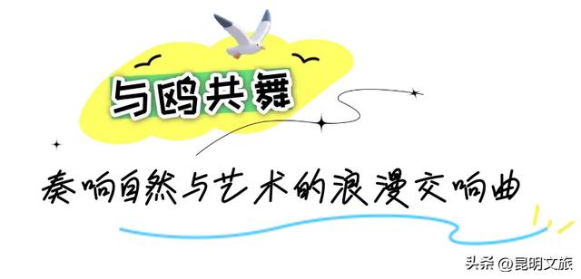 跟着滇超游昆明 | “鸥”然心动!打卡日记已备好,观鸥季精彩继续~